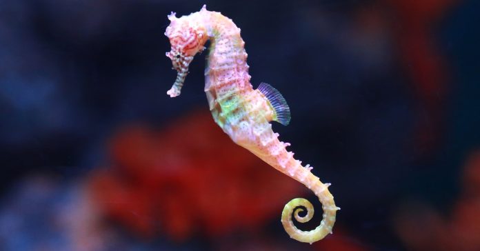 seahorses for sale